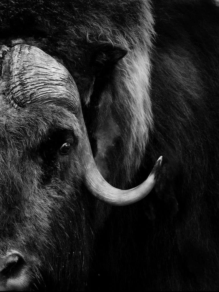 A black and white extreme close-up profile portrait of a muskox, highlighting the distinct texture of its thick, curved horn, dark eye, and shaggy fur