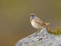 A small Bluethroat bird with a vibrant blue and rusty-orange chest perched on a lichen-covered rock against a smooth, blurred background