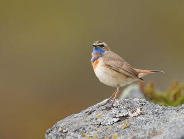A small Bluethroat bird with a vibrant blue and rusty-orange chest perched on a lichen-covered rock against a smooth, blurred background