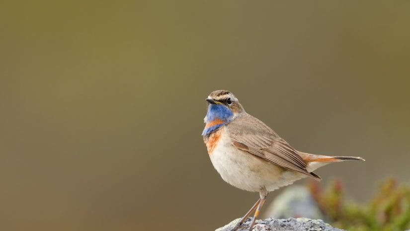 A small Bluethroat bird with a vibrant blue and rusty-orange chest perched on a lichen-covered rock against a smooth, blurred background