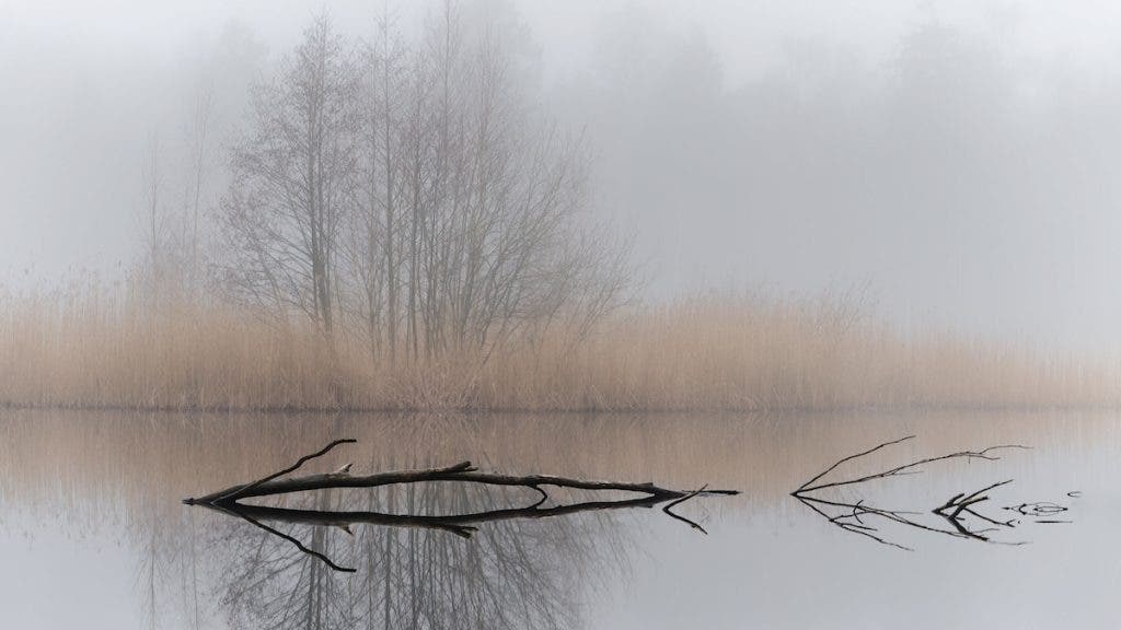 A minimalist landscape showing a bare forked branch floating in still, reflective water, with tall dry reeds and bare trees obscured by thick fog in the background