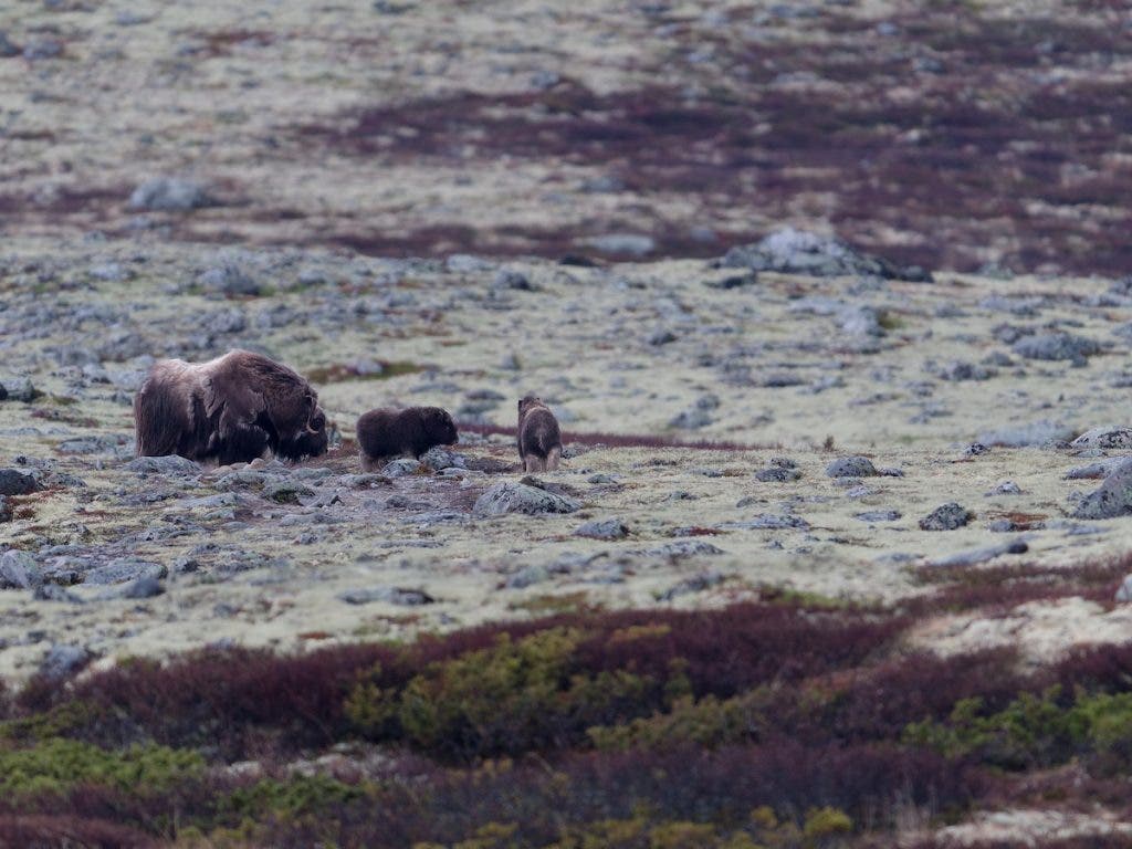 An adult muskox and two small calves walking across a rocky, lichen-covered tundra landscape