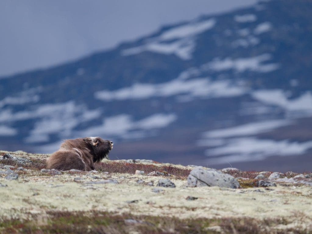 A muskox resting on a rocky highland ridge, framed against a blurred backdrop of distant, snow-streaked mountains