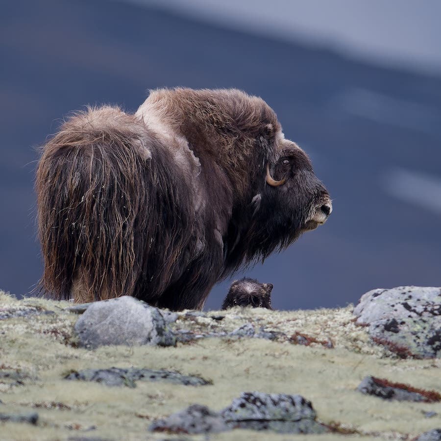 A large adult muskox standing on a rocky ridge in profile, with just the top half of a small calf's face visible as it peeks over the rocks just below the adult