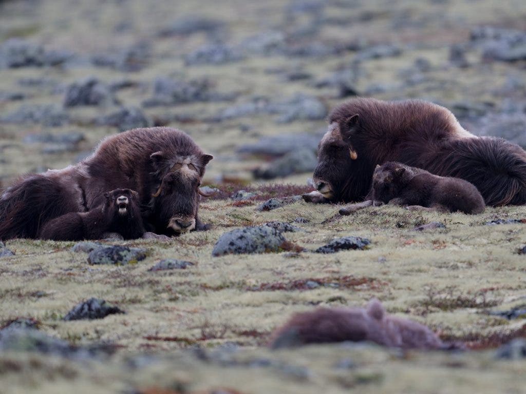 A small family group of muskoxen, including two large adults and two young calves, resting comfortably on a sprawling, rocky tundra field