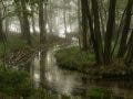 A narrow stream winding through a vibrant green forest, flanked by tall, dark tree trunks and leading toward a brightly lit, foggy background