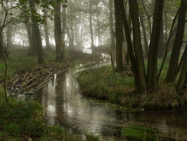 A narrow stream winding through a vibrant green forest, flanked by tall, dark tree trunks and leading toward a brightly lit, foggy background