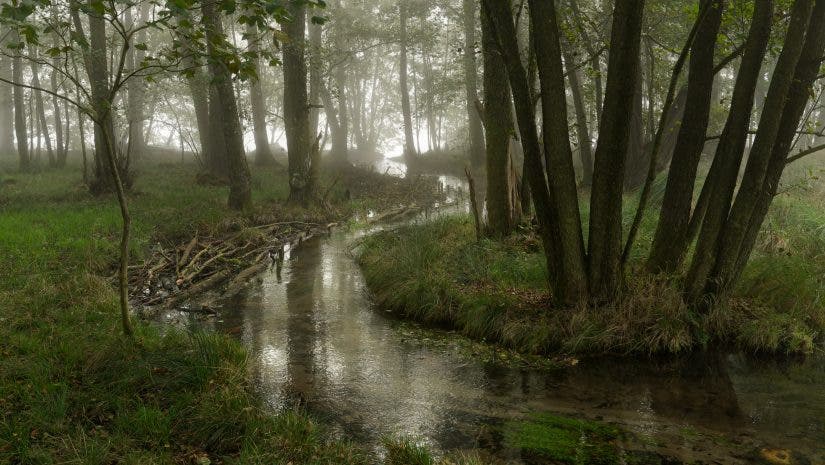 A narrow stream winding through a vibrant green forest, flanked by tall, dark tree trunks and leading toward a brightly lit, foggy background