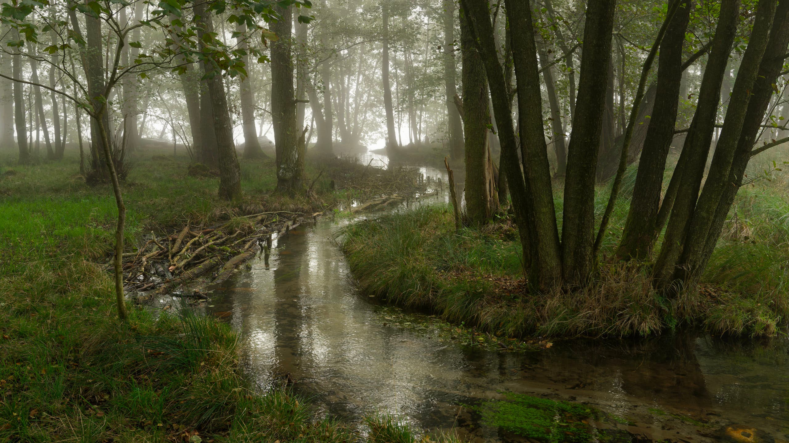 A narrow stream winding through a vibrant green forest, flanked by tall, dark tree trunks and leading toward a brightly lit, foggy background