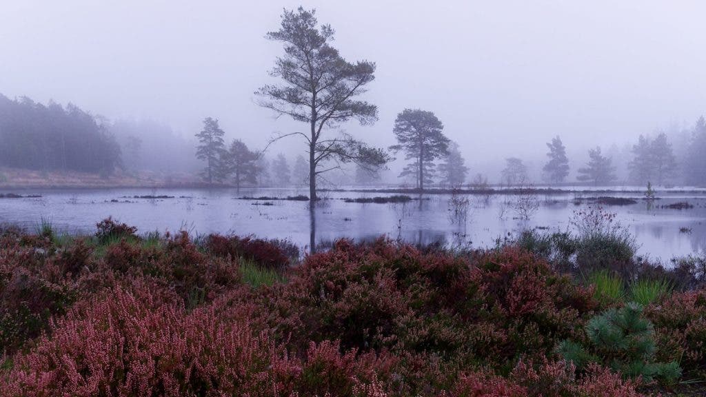 A serene foggy morning view over a calm lake, featuring bright reddish-purple heather in the foreground and a solitary tall pine tree near the water's edge reflecting on the surface