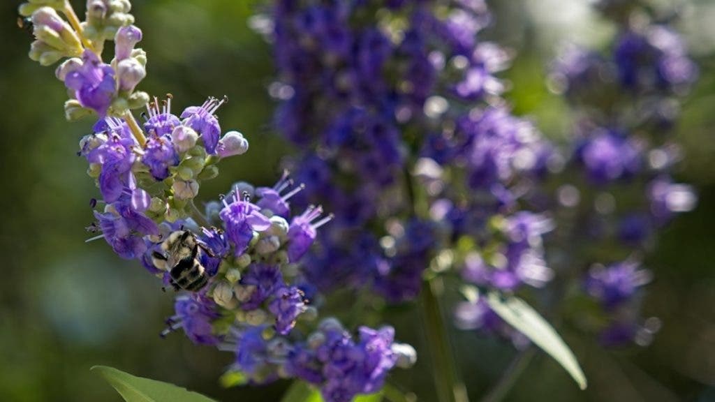 Photo of a bee on bright purple flowers showing the color handling of the LUMIX G9II
