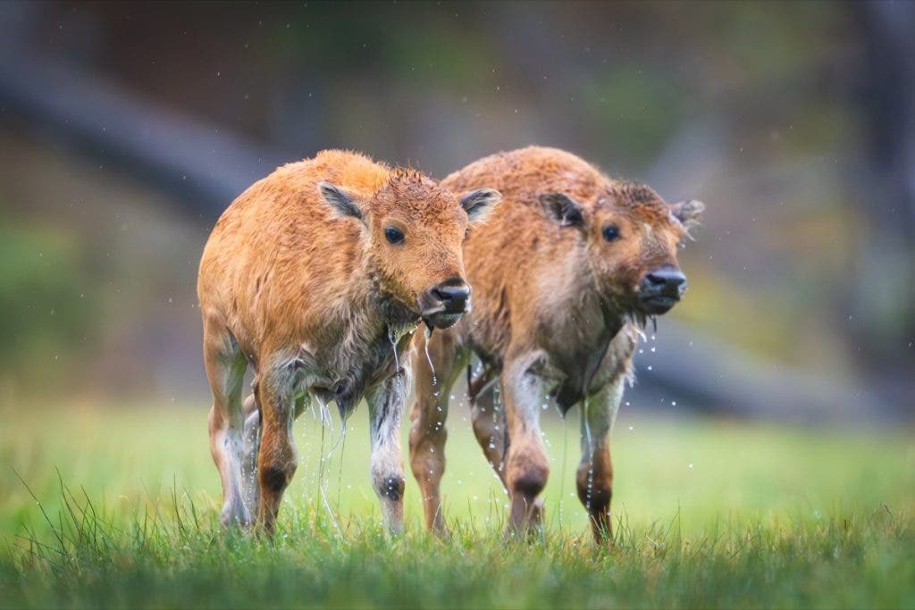 Two baby bison dripping with water.
I wanted to capture the water dripping off of these bison after they got out of the water, so I needed a fast shutter speed to freeze the droplets.