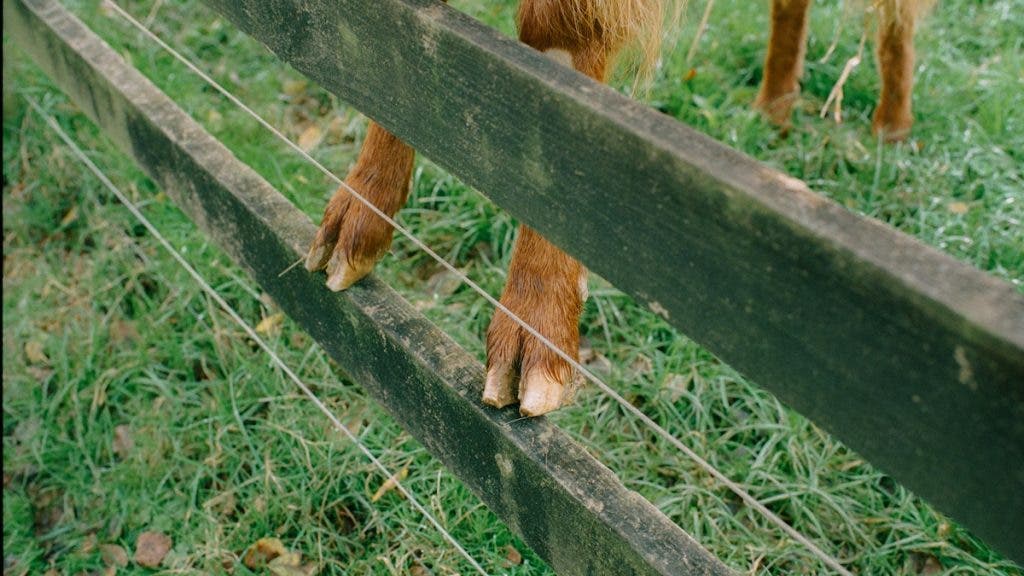 Close-up shot of a farm animal's hooves resting on a dark wooden fence rail over a grassy pasture