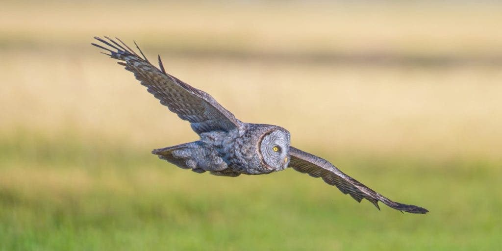 I used this fast shutter speed to keep this owl in flight tack-sharp despite its quick movements, along with my quick camera panning.