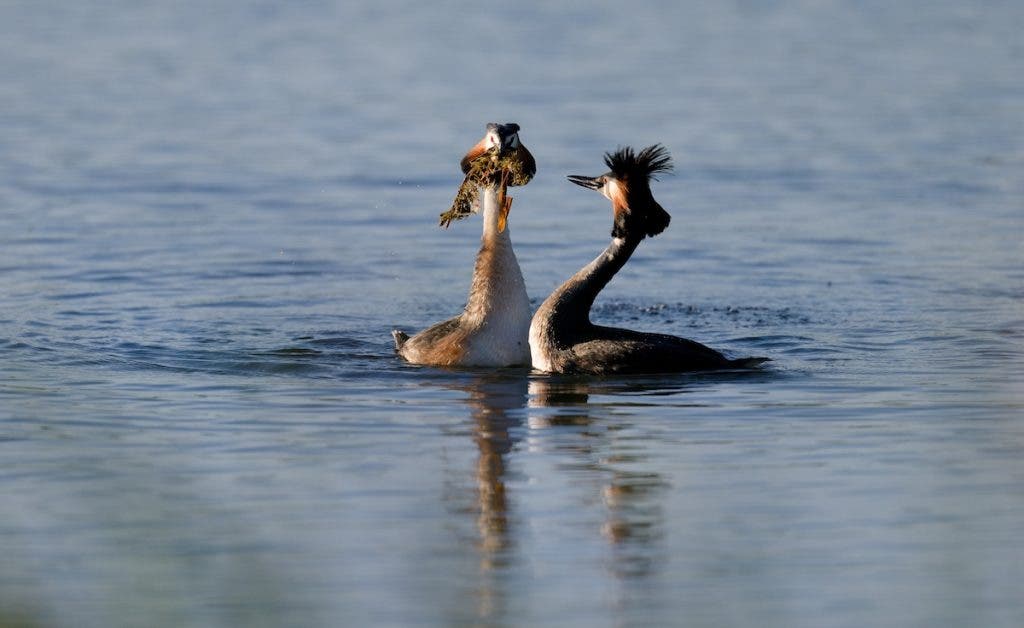 Two Great Crested Grebes performing a courtship dance on open water, with one bird holding aquatic weeds in its beak