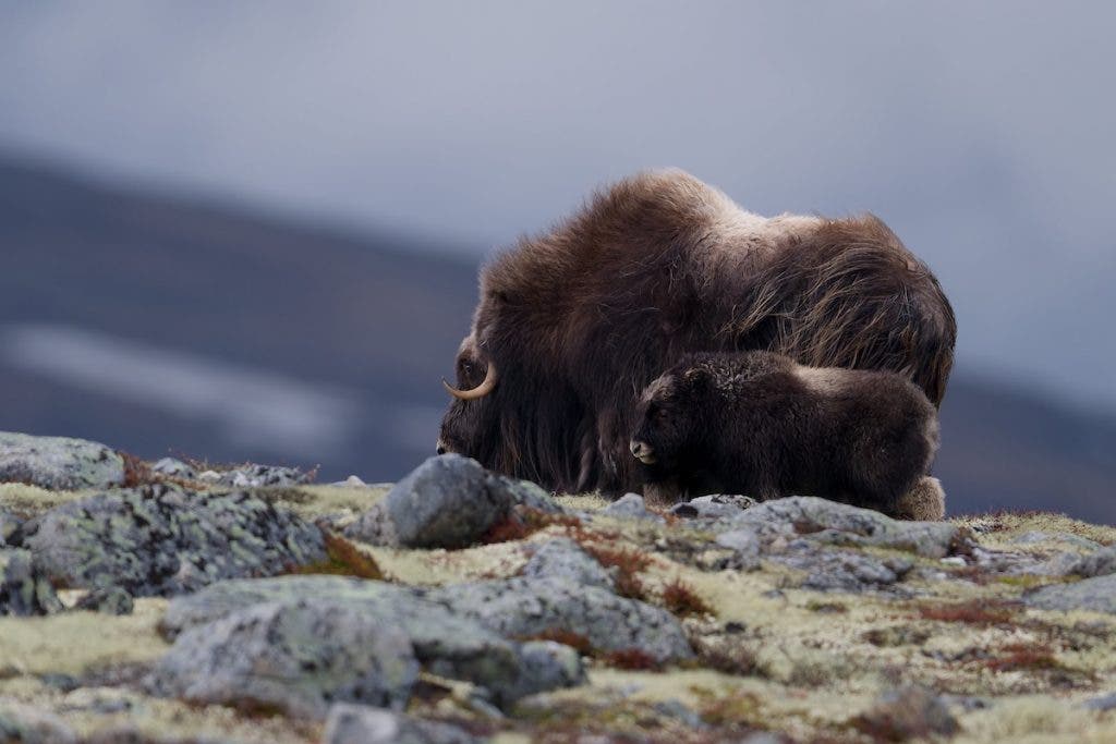 An adult muskox and its calf standing together on a rocky, lichen-covered ridge under an overcast sky