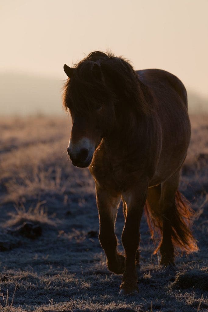 A brown horse walking through a frosty field backlit by warm morning sunlight