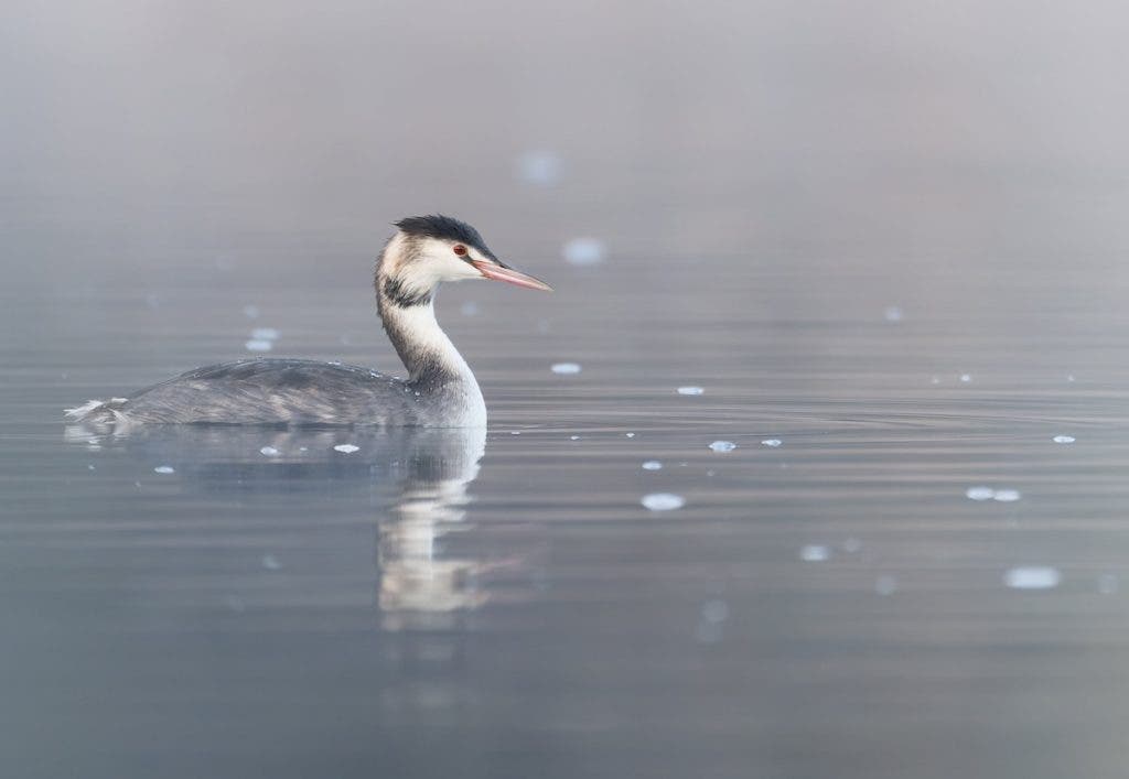 A Great Crested Grebe floating calmly on misty, still water with faint water reflections