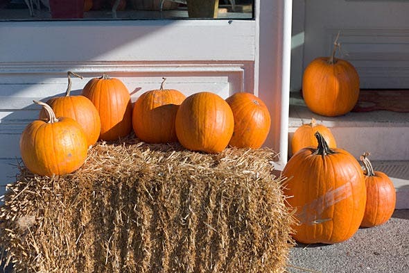 pumpkins