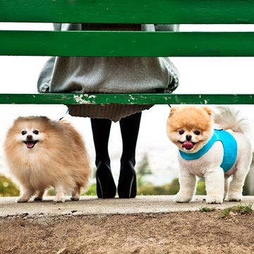 Two dogs under the bench