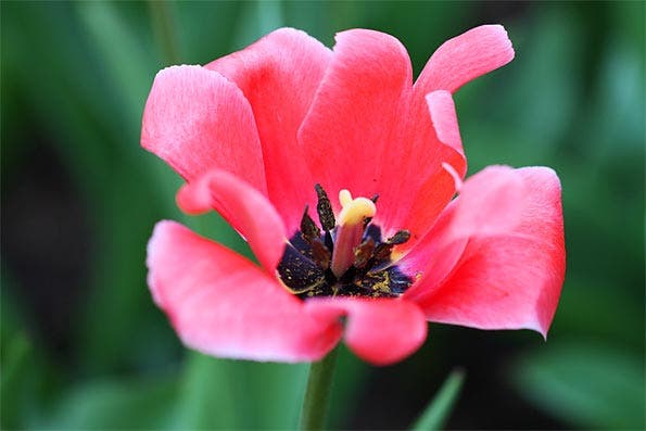 Tulip flower