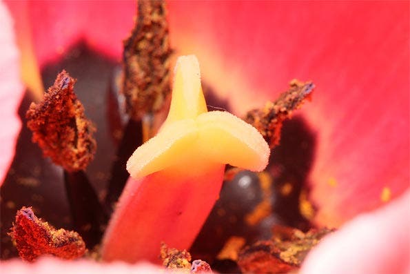 1:1 life size macro shot of a tulip