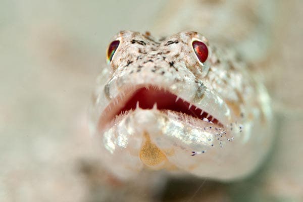 Underwater macro photography example