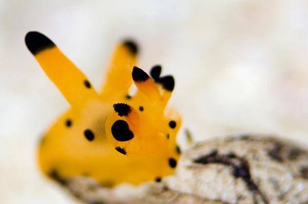 Sample photo shot with a 105mm macro lens.