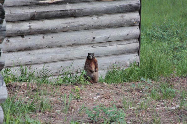 A little critter watches us