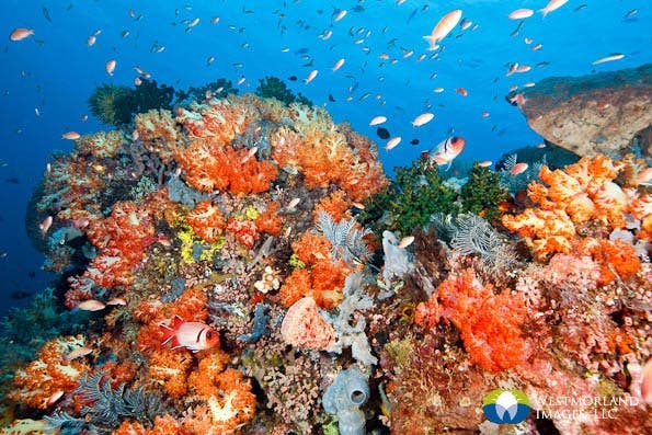 Detailed reef scene with lots of color