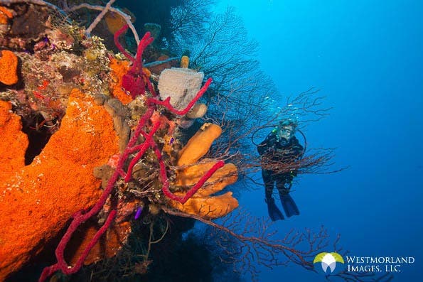 The sponges in Belize are large and colorful