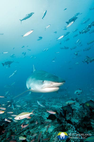 Female tiger shark well known in Fiji as Scarface
