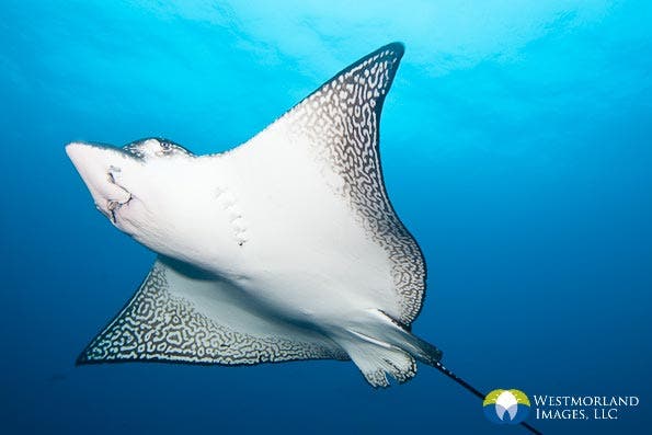 Spotted eagle ray