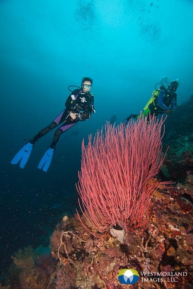 Models add a sense of scale to image showing the size of the red whip coral. Photographed in Papua New Guinea