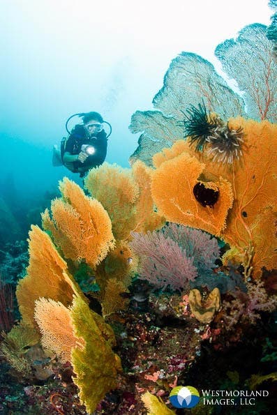 These immense coral fans were photographed in Papua New Guinea using a 15mm fisheye