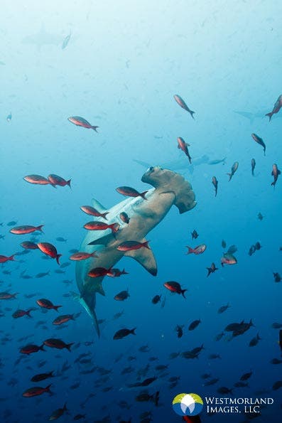 portrait of a hammerhead in Galapagos