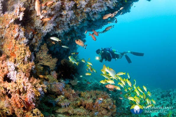 Canon 15mm lens on 35mm sensor camera body allowed me to photograph a large scene including a diver