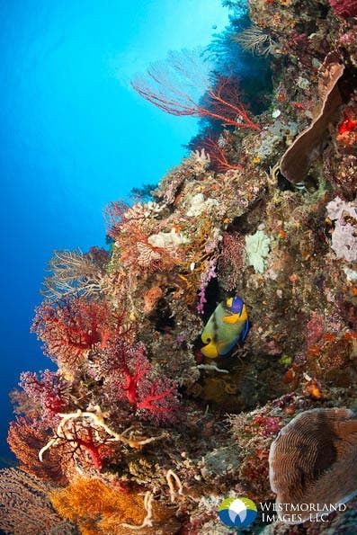 Brightly colored reef scene in Palau using a 15mm fisheye and dual strobes with diffusers