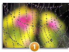 water droplets web macro close-up photo