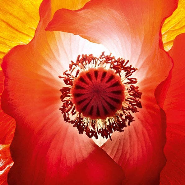 Garden poppy macro flower natural light photo