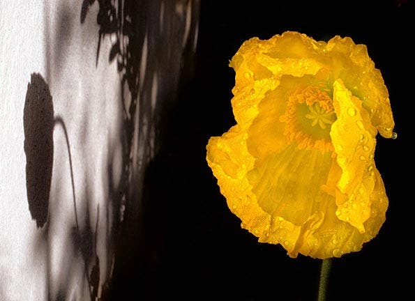 Papaver and shadow natural light flower photo