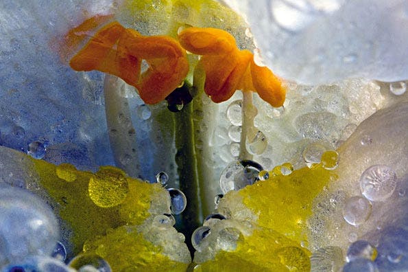 Sanpdragons secret macro natural light macro flower photo