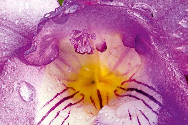 Freesia macro natural light flower photo