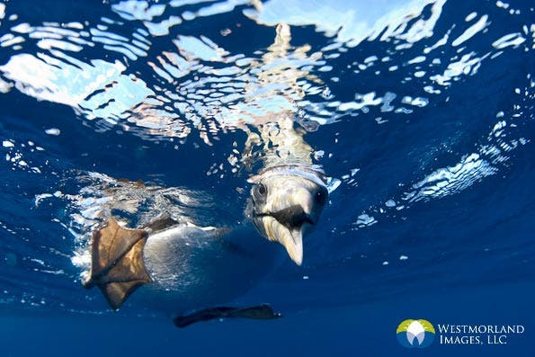 Wide Angle Closeup Underwater Photography