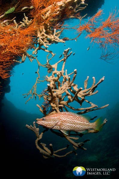 Wide Angle Closeup Underwater Photography