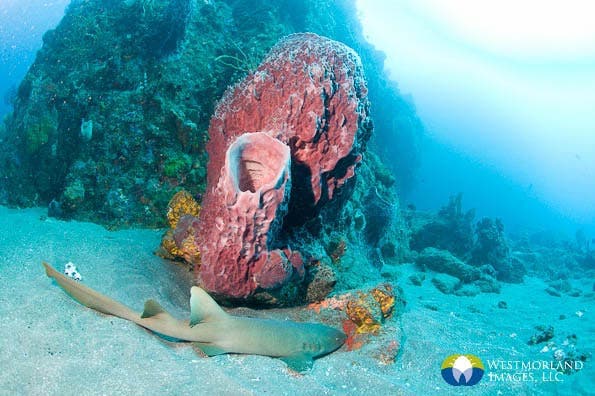 Wide Angle Closeup Underwater Photography