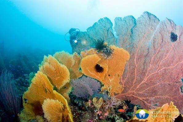 Wide Angle Closeup Underwater Photography