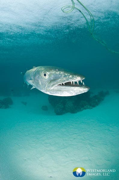 Wide Angle Closeup Underwater Photography