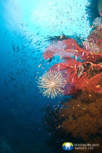 Wide Angle Closeup Underwater Photography