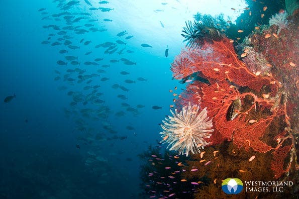 Wide Angle Closeup Underwater Photography